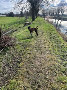 Chien tigré debout sur un sentier le long d’un canal, profitant d’un cadre naturel apaisant.