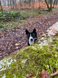 Chien noir et blanc aux yeux curieux, caché derrière une souche recouverte de mousse en pleine forêt.
