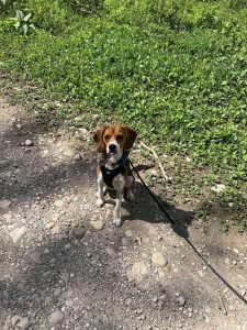 Beagle assis sur un chemin de terre, portant un harnais noir, regardant attentivement son promeneur.