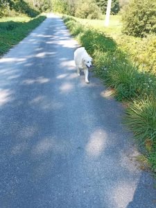 Grand chien blanc marchant tranquillement sur une route de campagne ensoleillée, bordée de verdure.