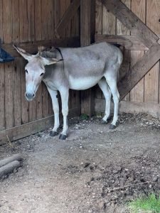 Âne gris debout dans une étable en bois, oreilles pointées en arrière.