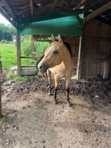 Cheval beige et noir sous un abri en bois, observant calmement son environnement.