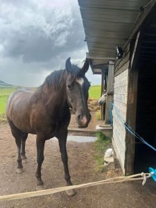 Grand cheval noir debout près d’une écurie, avec un ciel nuageux en arrière-plan.
