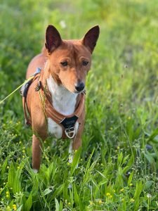 Chien au pelage brun et blanc, équipé d’un harnais orange, observant l’environnement au milieu des herbes fleuries.